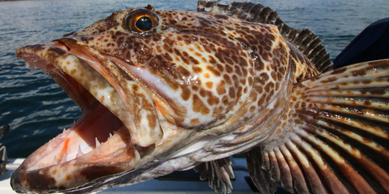 Lingcod – The Beast With Beauty In The San Juan Islands.