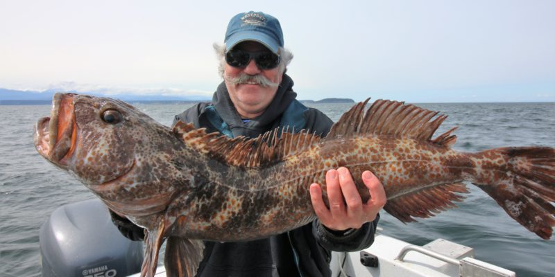 Seattle Fishing Charters Lingcod Fishing On 4/11/17